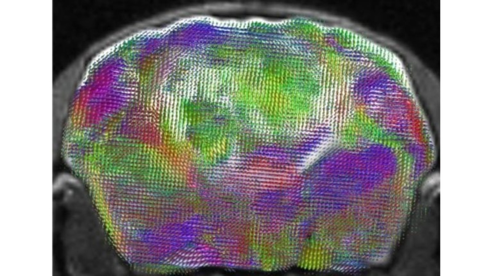 Cross-section MRI of a xenocortical mouse brain with mapped nerve-fiber directions