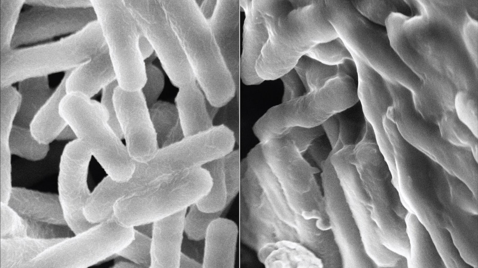 Electron microscopy of untreated bacteria and bacteria with membranes damaged by an antimicrobial polymer