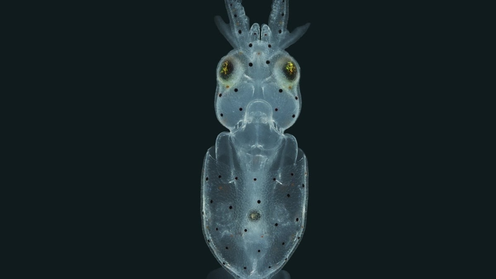 Light-sheet microscopy image of a squid from the Case Western Reserve lateral-line research release