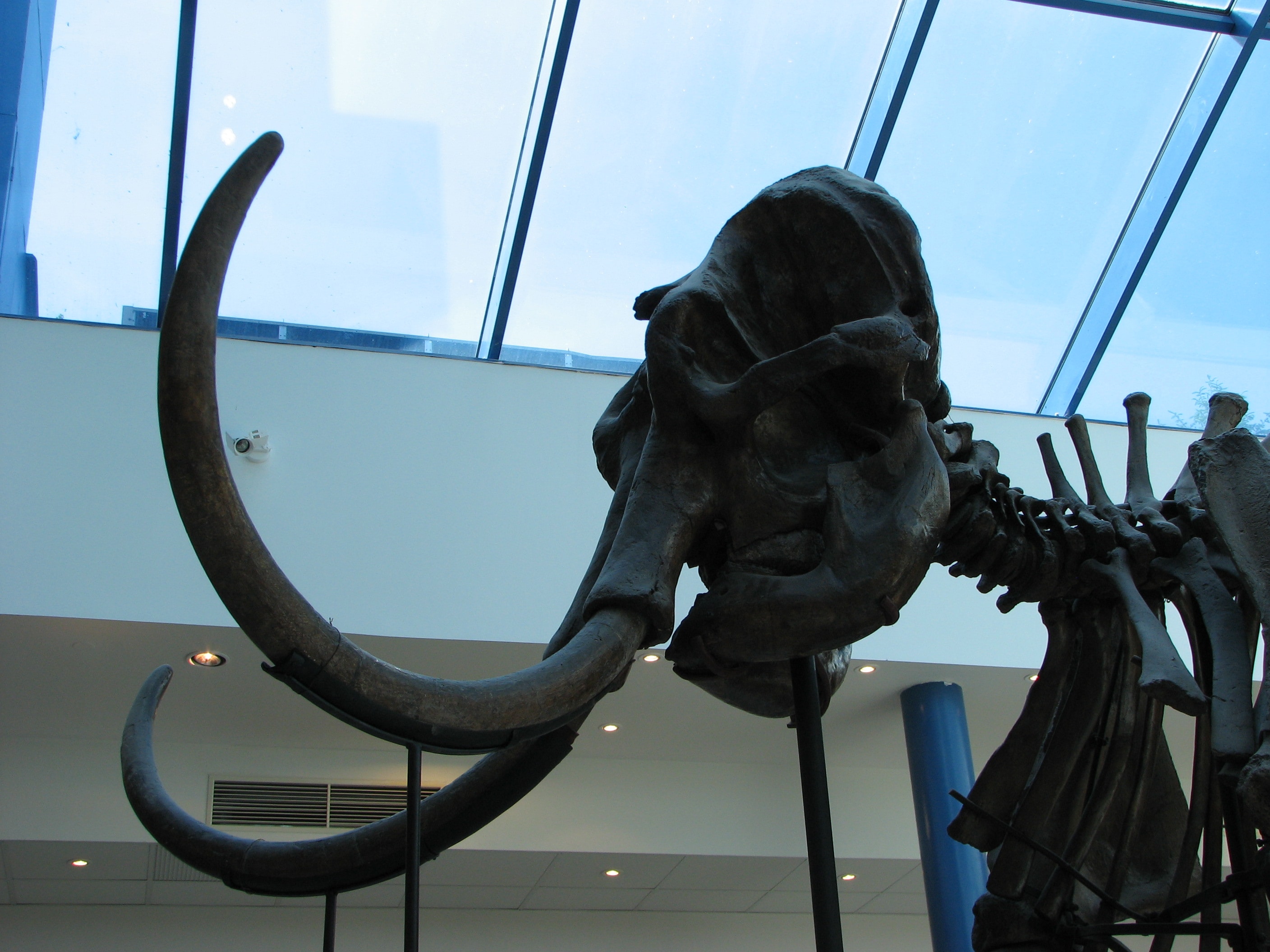 Mounted woolly mammoth skeleton photographed at the Anthropos museum in Brno